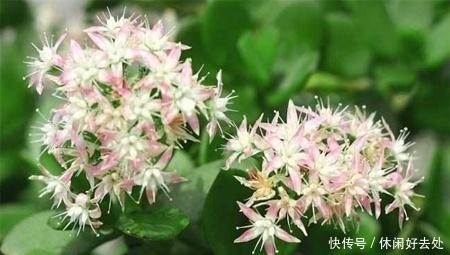 玉树|这2种便宜花是“镇宅之宝”,这样养一养,摇身变成“大老桩”!