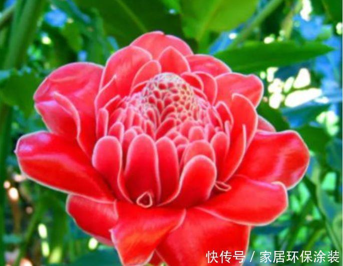 4种懒人花,不用管也能开花爆盆,花期超长一开就是大半年