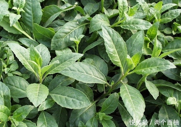 红薯叶|这三种野菜是女人常住容颜的法宝,多吃排毒润肠,降血脂!