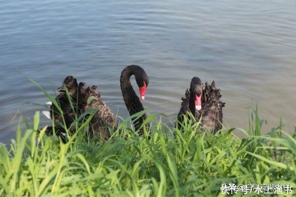 小林哥|白洋淀景区只坐船30确实够了，但您别捡野鸭蛋、更别抓乌龟啊