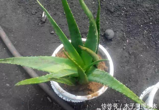 聪明人最爱养的“2种花”,家人健康更长寿!