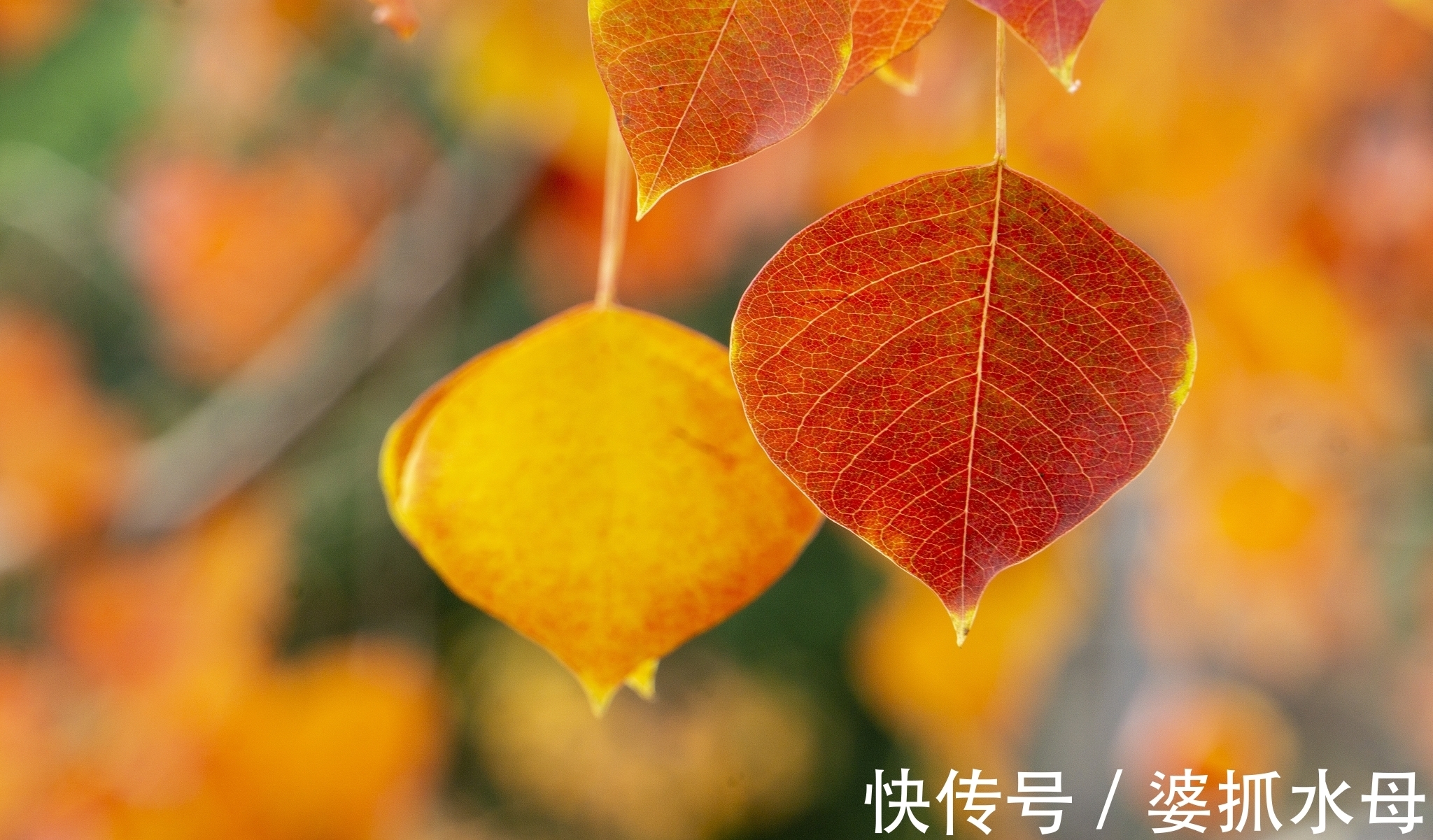 诗人&经霜乌桕红,心事托飞鸿