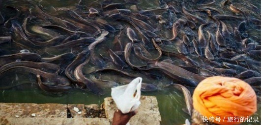 泛滥成灾|印度鲶鱼泛滥成灾,向日本求助遭拒,中方的做法备受称赞