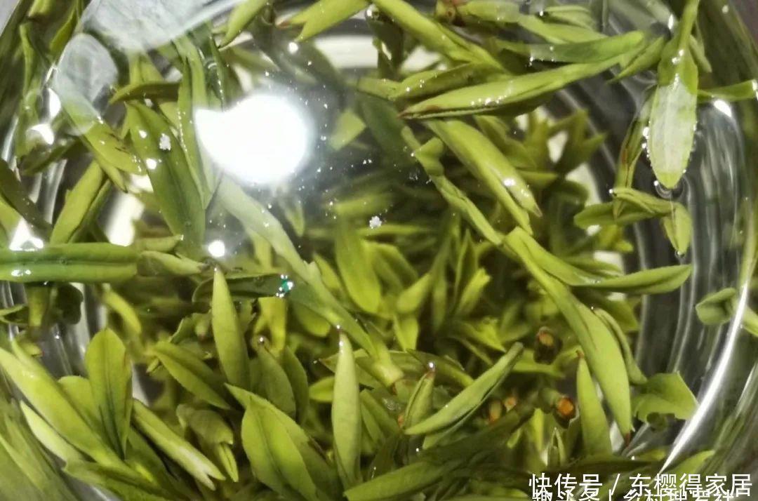 花盆|茶叶渣放兰花盆可以吗?兰友:到时候就后悔了