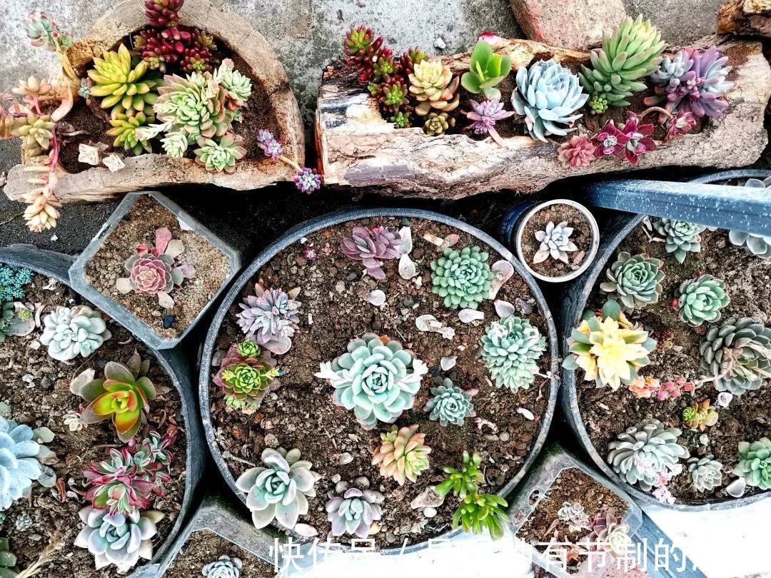 四川大哥养多肉,创意无极限,生活巴适得很!