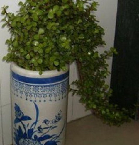 给“马齿苋树”这样“剪几刀”,全株“木质”,根茎强如“钢”