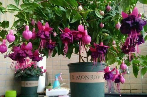 倒挂金钟|此花枝条沾土就生根，3个月长满盆，一年能开200天，值得拥有