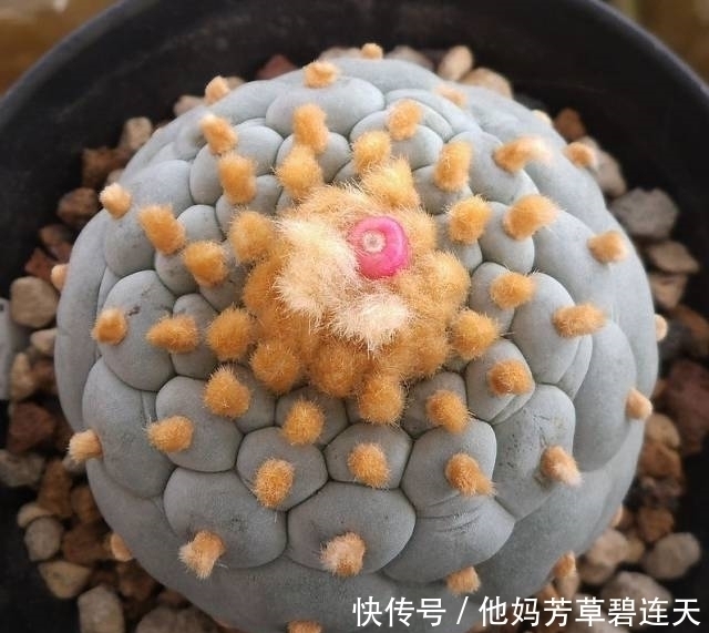 这个小盆栽居然卖600多万,快看看你家有没有!