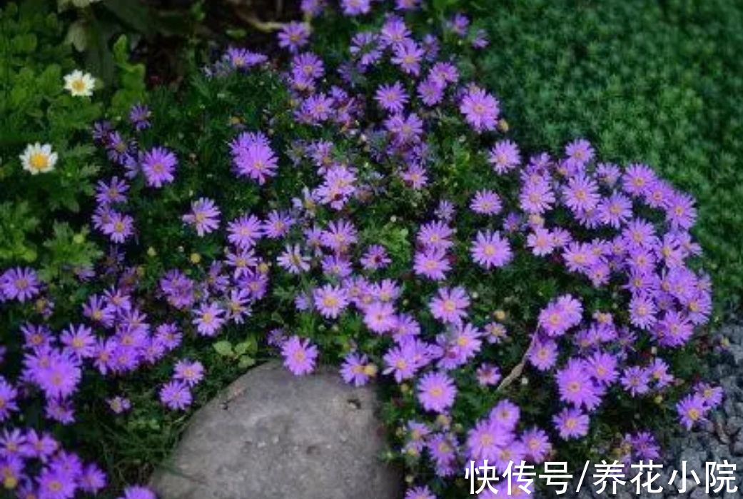 三种花，开花漂亮花期长，春天就能养