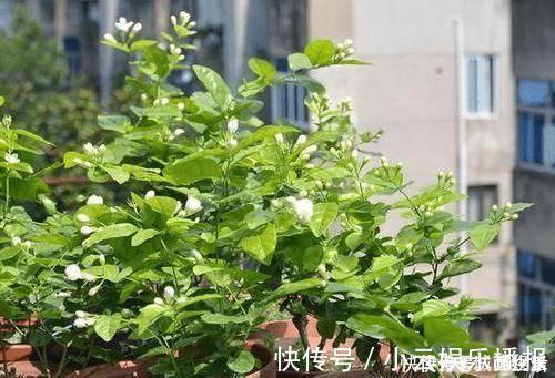 平时该如何管理茉莉花抓住5个重点,植株枝繁叶茂、开花多