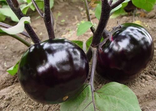 茄子|茄子与它们是天生的“敌人”,食用时要注意,请告诉你的家人!