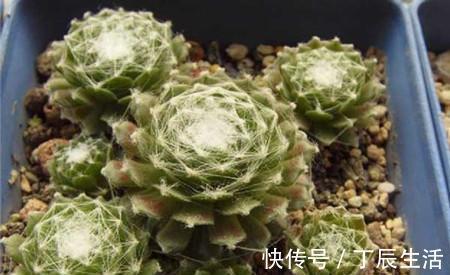 观音莲|公认好养的4种多肉植物,养一年就能长满盆,像是从花盆里流出来