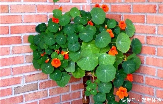 家里养2种花,可以常年开花,美观又漂亮!