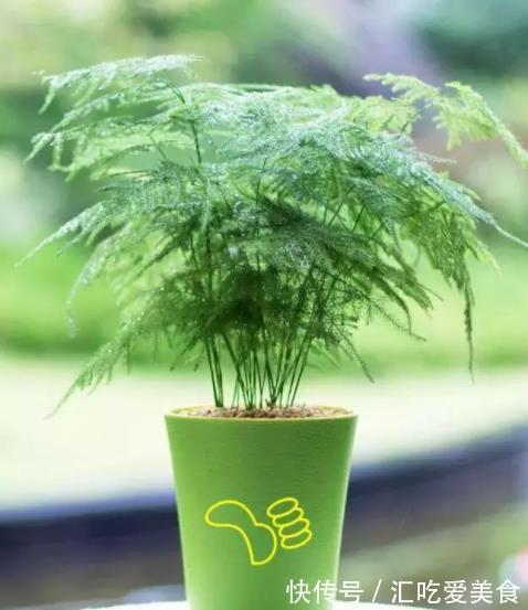 家里养了4种花，长不好就“剃个头”，剪秃了猛长出一茬新叶