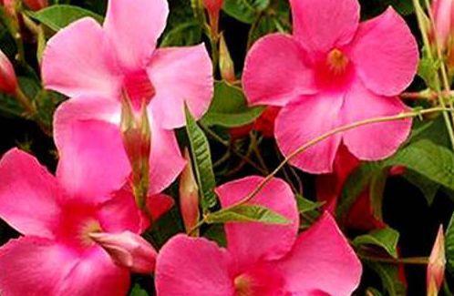 4种花,自带福气好养活,日子红火财运滚滚,好看好养寓意好