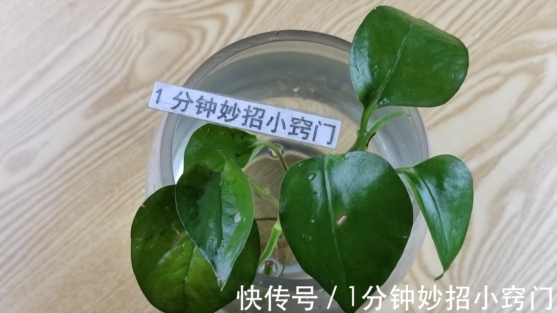 原来绿萝是有毒的!家里养绿萝的快看看,看完又涨知识了