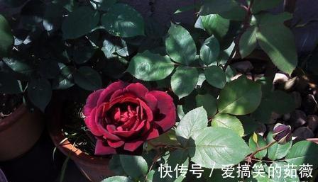 桂花|此花,比牡丹漂亮,比桂花还香,家里放一盆,能熏一室香,超赞!