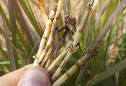 中草药|农村1种奇草,长有白须随风飘摇,茎干无用,但根茎却是宝贝中药