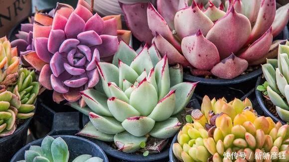 这16种花冬天越浇越死,3个月不管,反而长高个