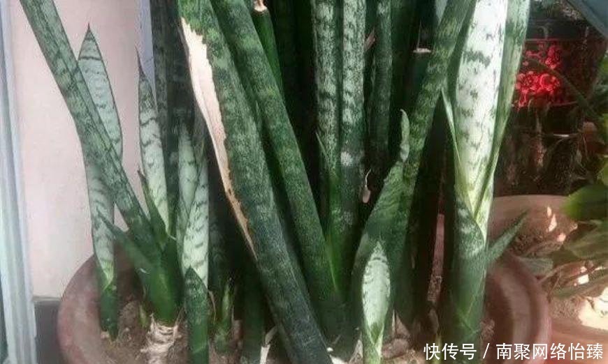 虎皮兰、君子兰、金钱树,用这1种方法,都能养爆盆