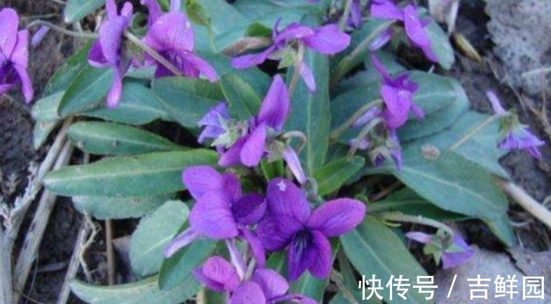 紫色|它若长在你家墙角,千万别铲除,关键时刻能起大作用,请收藏好