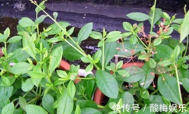 野菜|农村一种野菜人称'紫人参',价值巨大,极其珍贵,你知道它吗?