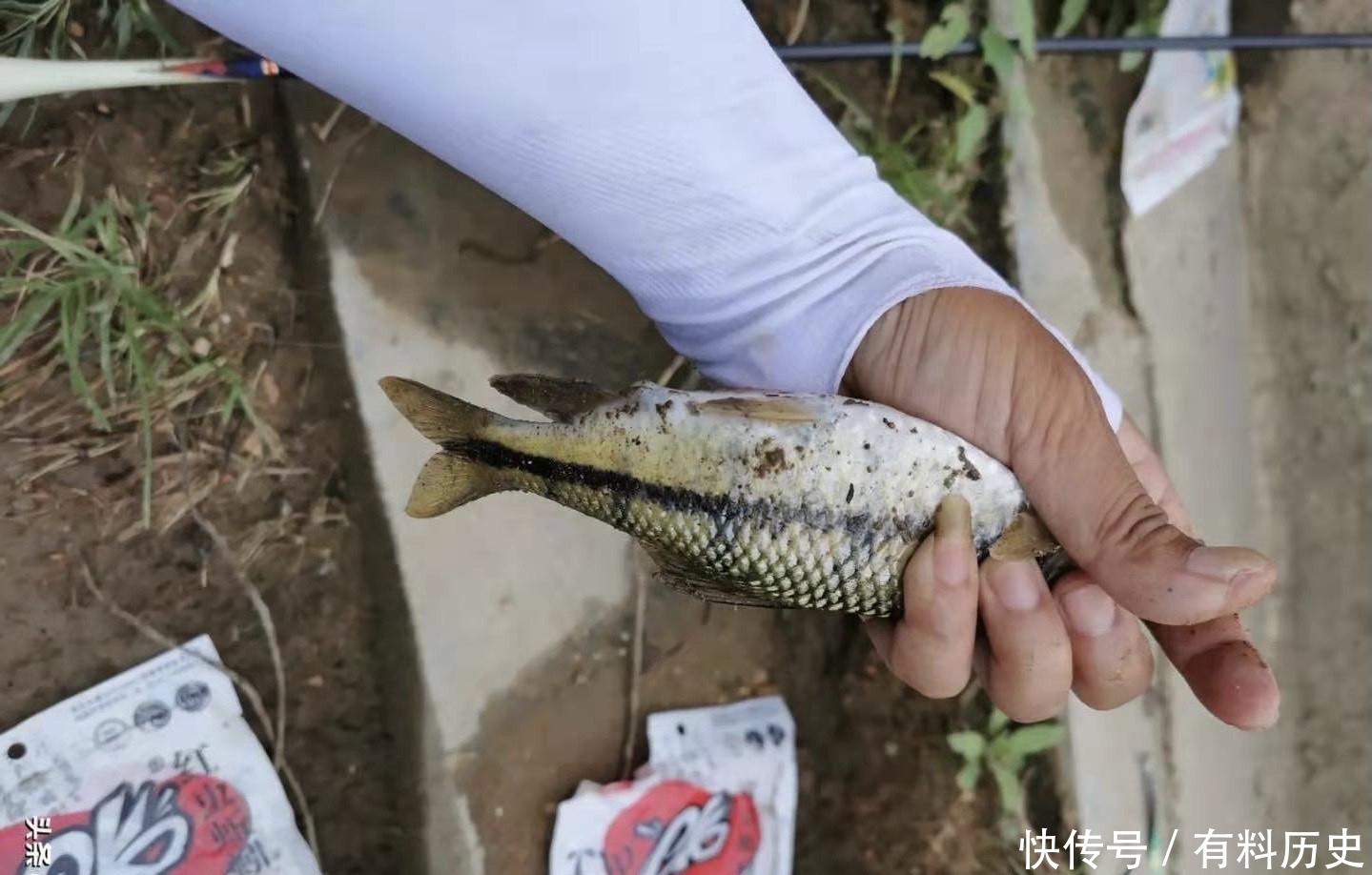 溪石斑,鱼体虽小价格昂贵,很多钓鱼人根本不懂如何垂钓!