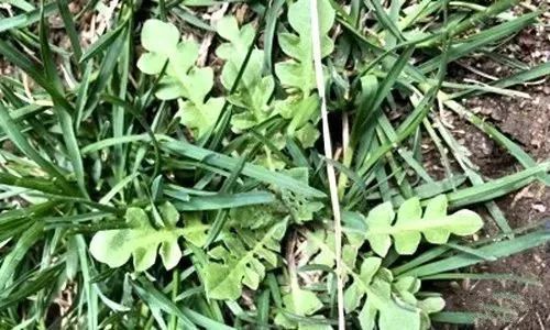 白内障|对眼睛最好的食物，中老年人都需要！