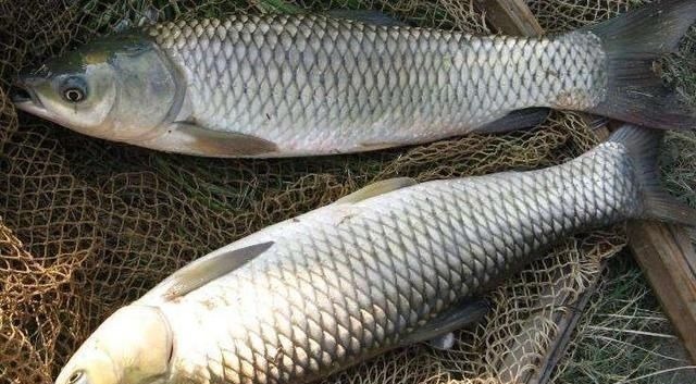 别把钓草鱼看的那么难,做到这几点,连竿中鱼如若等闲