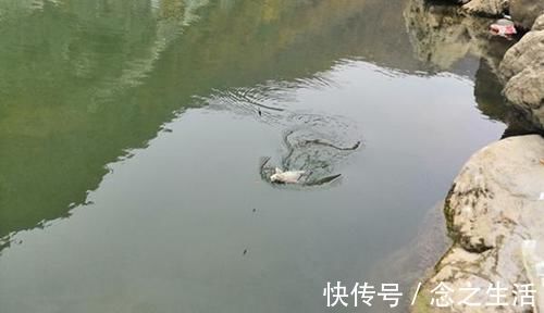 鲫鱼|冬季钓大鲫鱼，这五种钓位藏鱼多，遇上了别错过，连竿上鱼很轻松