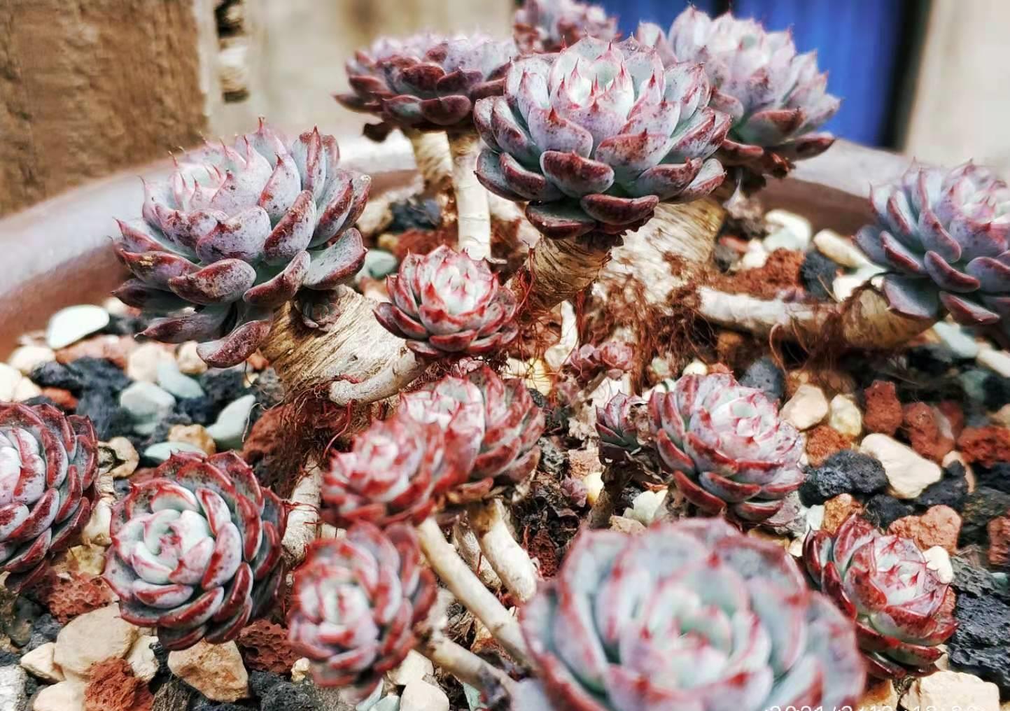 还记得你养的第一盆多肉吗？是不是第一次看到多肉就爱上了它们？