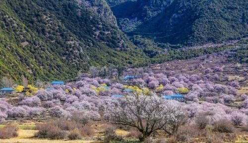 花季播报：正是春花烂漫时，樱花、杜鹃、桃花你独爱哪个？