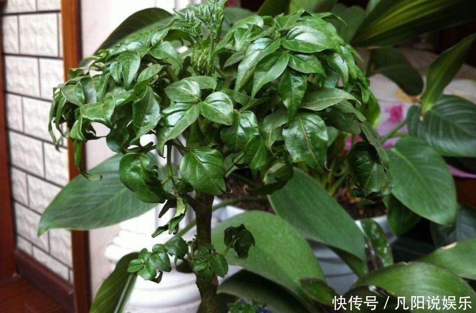 平安树|有钱人最爱养这“3种”树，摆家里绿油油，生活越过越好！