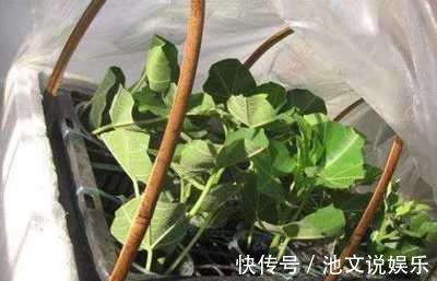 扦插|路边掰个枝,扦插一盆无花果,养在阳台,结果比“鸡蛋”还大
