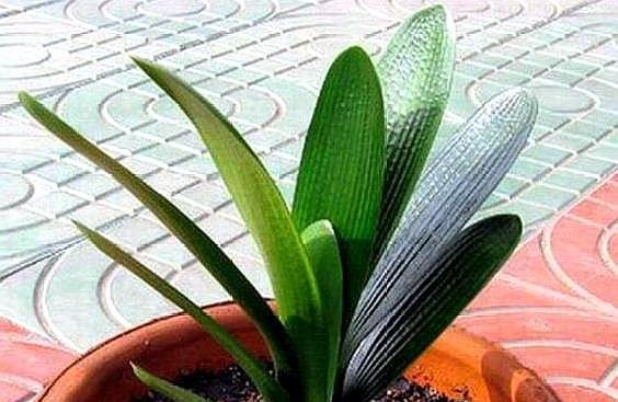 养君子兰不开花“年龄”到了，“冻”一下“热”一下，盆盆开爆