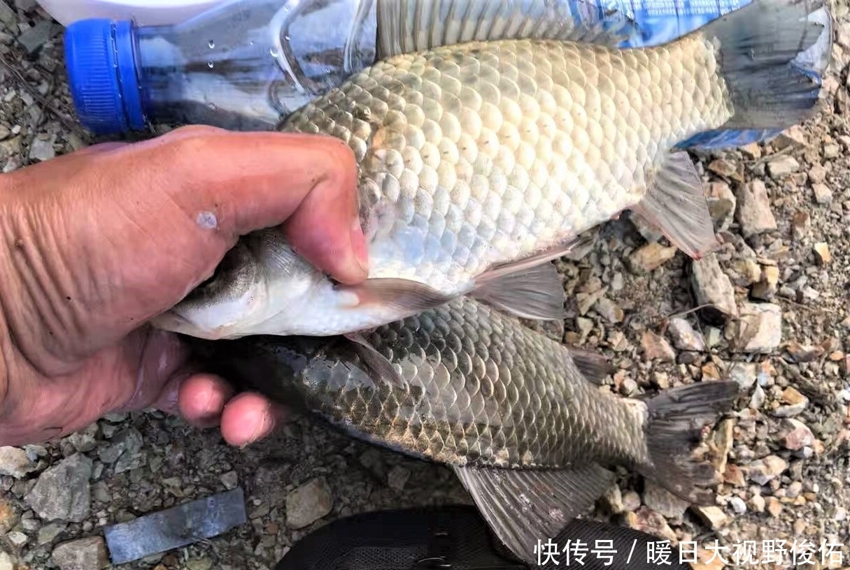 饵料|懂得调漂不一定就能钓到鱼,有些细节被忽略,你永远都不知道