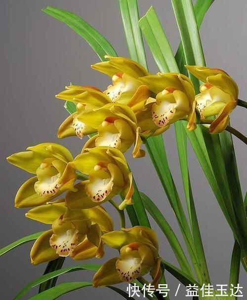 兰花如何养护，注意掌握正确的光照，比施肥更重要