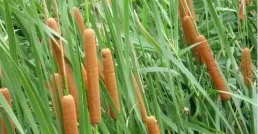 菖蒲|有1“香肠草”,孩子拿它当蜡烛,老人用它熏蚊虫,如今才知珍贵