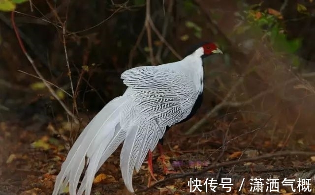 白鹇|白鹇鸡！太美了！