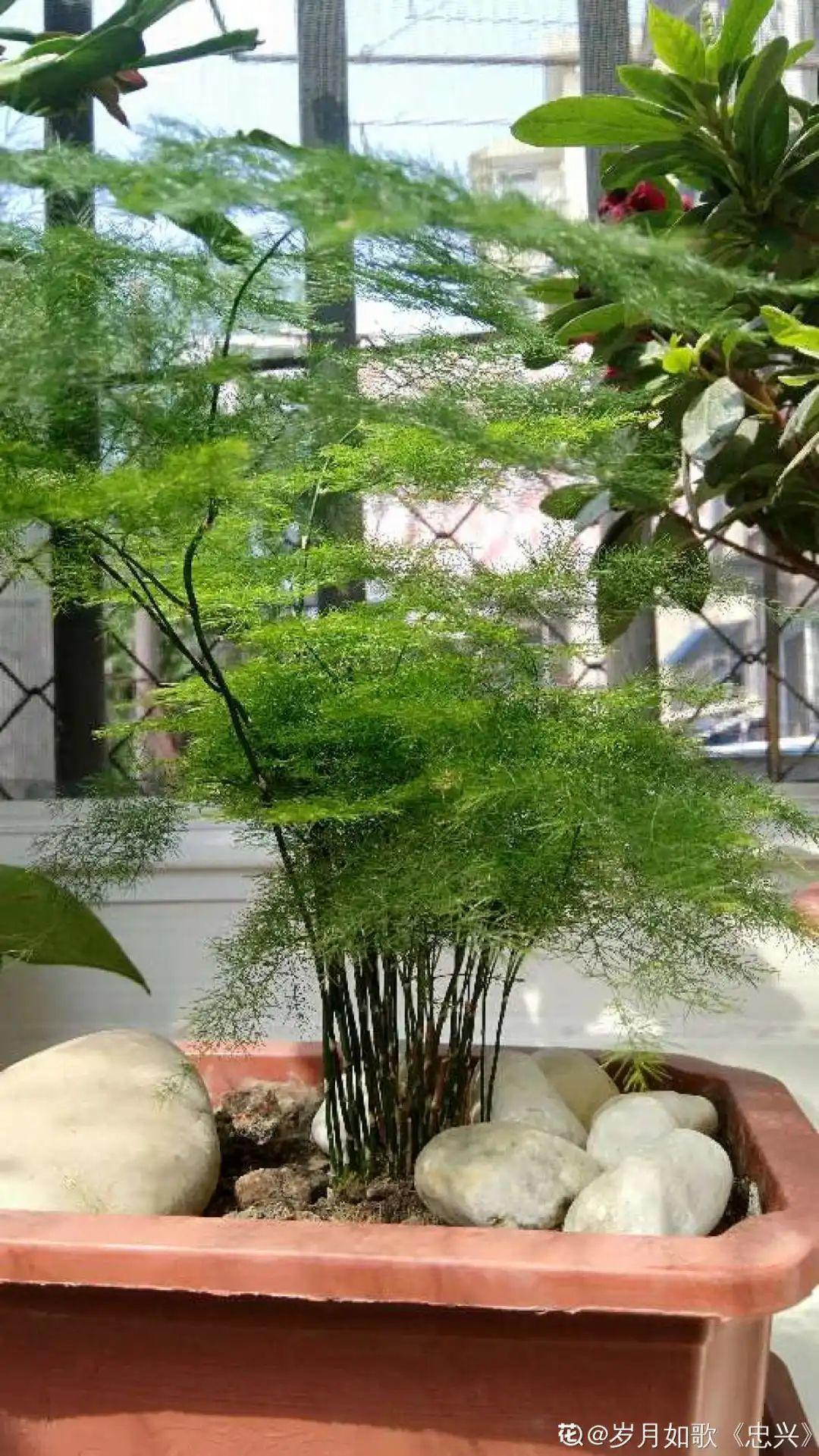 干枯|10种花特怕晒,越晒越黄叶,搬阴凉地儿才能活!