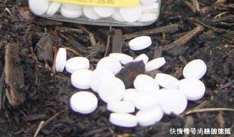 花芽|啤酒水浇花有技巧,里面加“4个小东西”,叶子油绿,花儿长疯了!