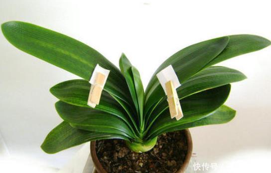 叶片|君子兰歪七扭八太难看?平常只需做2步,让它叶片整齐“一条线”