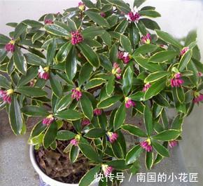 养护|金边瑞香冬天怎么养,这样养护金边瑞香开花更多更漂亮