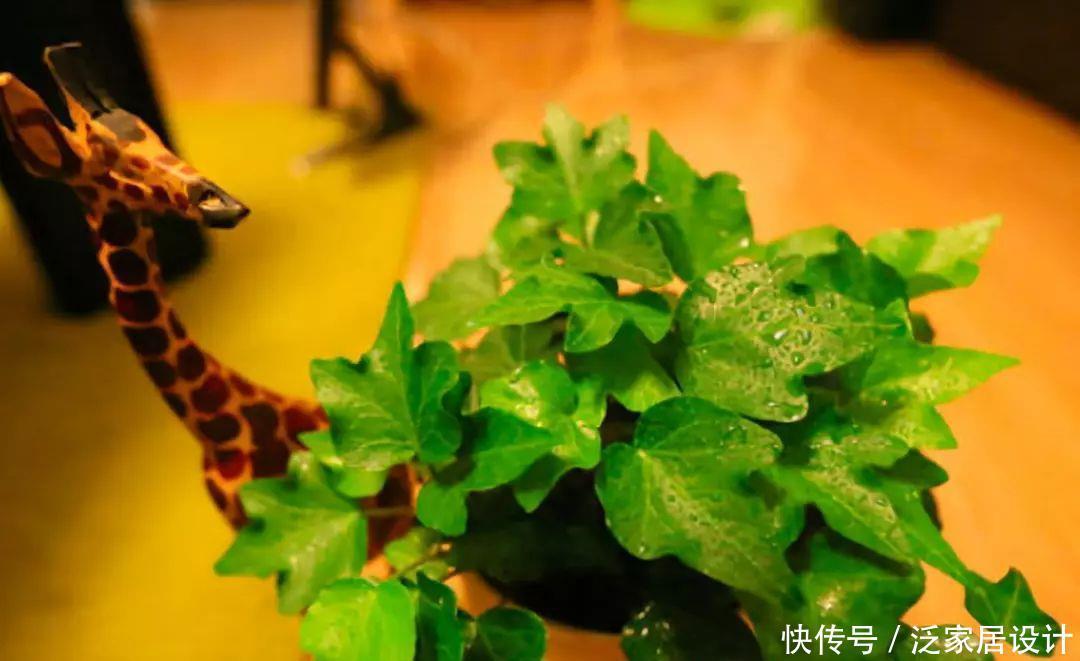 家庭养花,冬天不得不提的7个细节