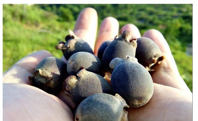 山棯子|每天当零食吃几颗,能美容养颜,养血止血,手脚不再冰凉