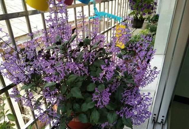 最好养的木本花卉，扦插就能活，全年开花，花色美丽，是盆栽佳品