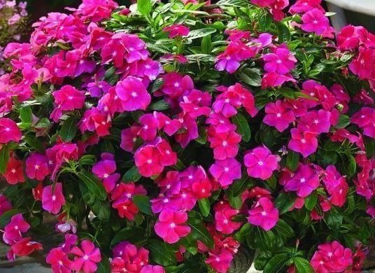 几款小花养家里,开花幽香暗淡,花型圆滚惹人爱,入手不亏