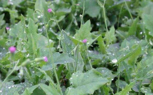 农村常见的一种野草，人称“羊蹄草”，味道似茼蒿，很美味