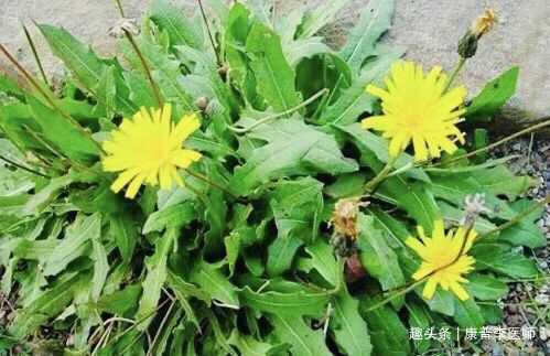 调经止痛|农村不起眼的野草,却是女人的福音,调经止痛、润肠通便,气色好