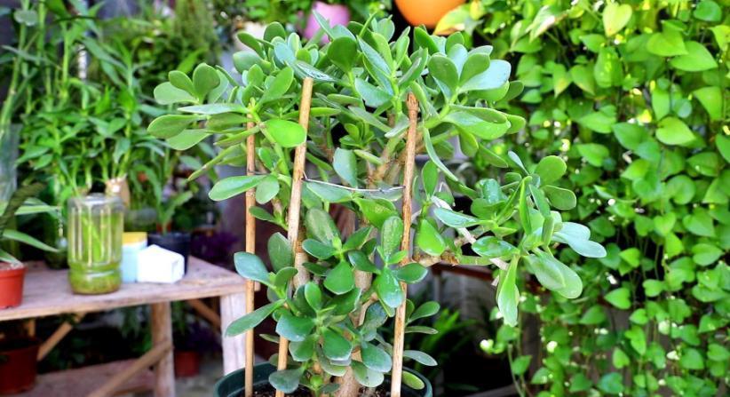 修剪|养玉树,1个月剪1次,植株不休眠,新芽蹭蹭窜,2年成老桩